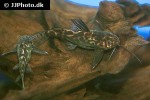 synodontis schoutedeni synodontis schoutedeni