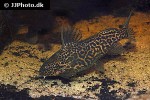 synodontis schoutedeni synodontis schoutedeni