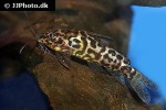 synodontis schoutedeni synodontis schoutedeni