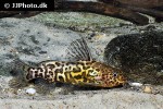 synodontis schoutedeni synodontis schoutedeni