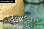 synodontis soloni synodontis soloni