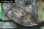 synodontis soloni synodontis soloni
