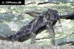 synodontis soloni synodontis soloni