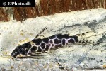 synodontis soloni synodontis soloni
