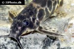 synodontis soloni synodontis soloni
