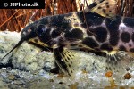 synodontis soloni synodontis soloni