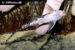 synodontis soloni synodontis soloni