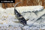 synodontis soloni synodontis soloni