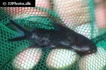 synodontis species synodontis species