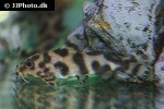 synodontis species synodontis species
