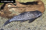 synodontis species hybrid synodontis species hybrid