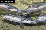 synodontis species hybrid synodontis species hybrid