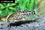 synodontis species hybrid synodontis species hybrid
