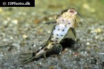 synodontis species hybrid synodontis species hybrid