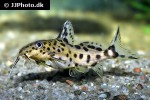 synodontis species hybrid synodontis species hybrid