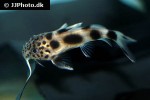 synodontis species valentine synodontis species valentine