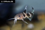 synodontis species valentine synodontis species valentine