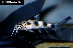 synodontis species valentine synodontis species valentine