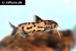 synodontis species white polli synodontis species white polli