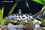 synodontis species white polli synodontis species white polli