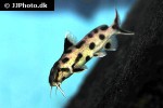synodontis species white polli synodontis species white polli