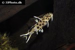 synodontis species white polli synodontis species white polli