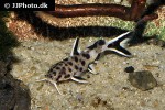 synodontis species white polli synodontis species white polli