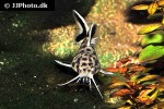 synodontis species white polli synodontis species white polli