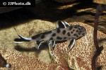 synodontis species white polli synodontis species white polli