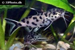 synodontis species white polli synodontis species white polli