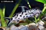 synodontis species white polli synodontis species white polli