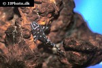 synodontis species zebrinus synodontis species zebrinus