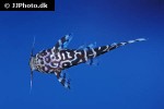 synodontis species zebrinus synodontis species zebrinus