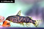 synodontis waterloti synodontis waterloti