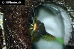 synodontis waterloti synodontis waterloti