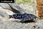 synodontis waterloti synodontis waterloti
