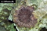 acanthaster planci   crown of thorns starfish  