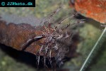 antedon petasus   feather star  