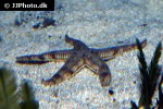 archaster typicus   sand siftingsea star  