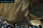 asterias rubens   common starfish  