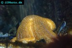 asterias rubens   common starfish  
