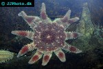 crossaster papposus   common sun star  