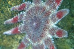 crossaster papposus   common sun star  