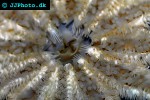 crossaster papposus   common sun star  