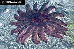 crossaster papposus   common sun star  