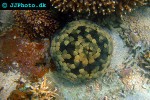 culcita novaeguineae   cushion star  