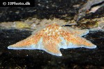 dermasterias imbricata   leather starfish  