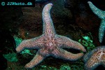 evasterias troschelii   ochre sea star  
