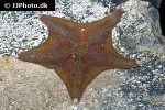 hippasteria phrygiana   cushion star  