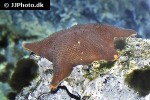 hippasteria phrygiana   rigid cushion star  